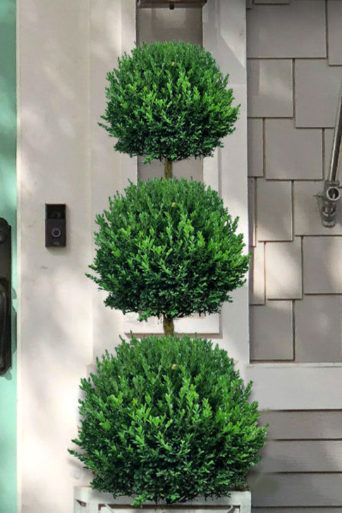 Buxus x 'Green Mountain' - 3 BALL Green Mountain Boxwood 10g