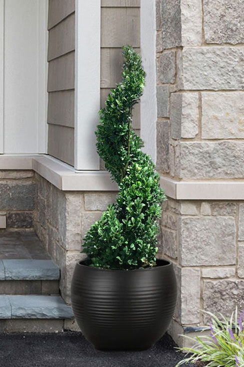 Buxus x 'Green Mountain' - SPIRAL Green Mountain Boxwood 15g