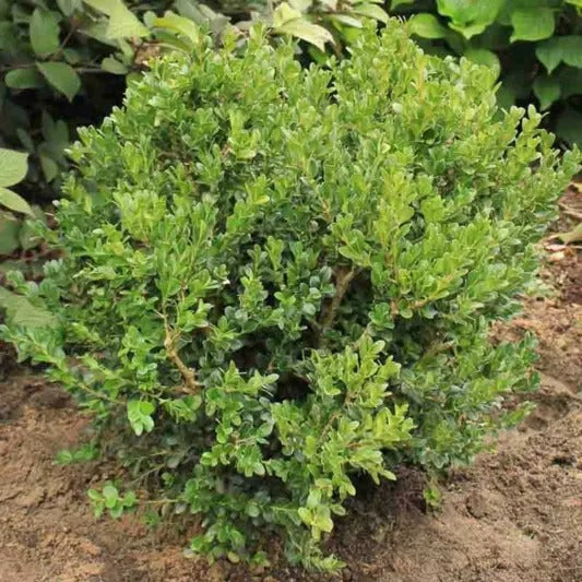 Buxus microphylla var. jap. 'Wintergreen' Wintergreen Boxwood