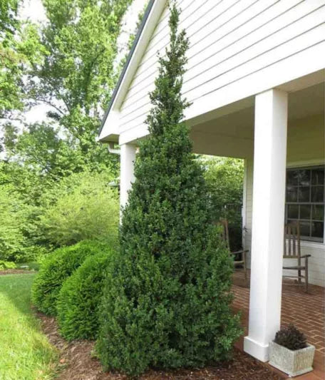 Buxus sempervirens 'Dee Runk' Dee Runk Boxwood - SPIRAL 10g