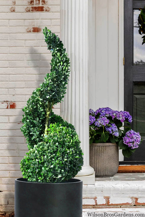 Buxus sempervirens - SPIRAL American Boxwood