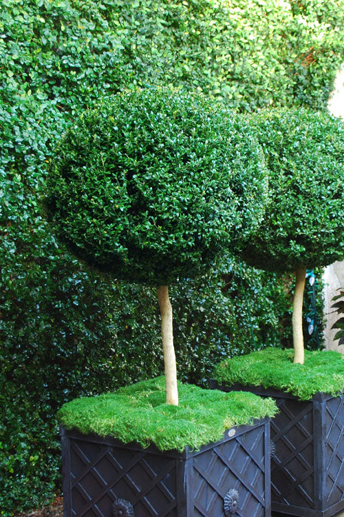 Buxus sempervirens American Boxwood - STD 5 Gallon