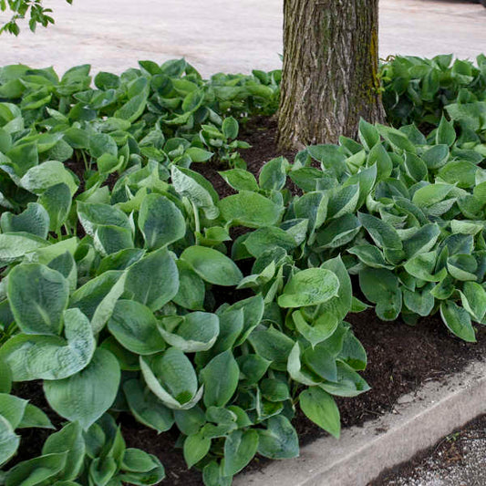 Hosta 'Abiqua Drinking Gourd' Abiqua Drinking Gourd Hosta 3g