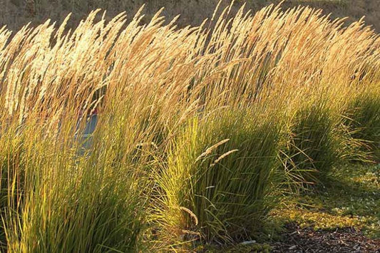 Calamagrostis x acutiflora 'Karl Foerster' Karl Foerster Feather Reed Grass