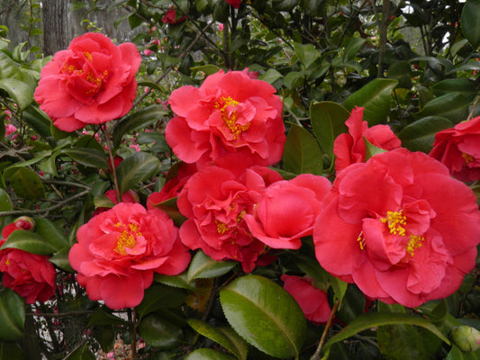 Camellia japonica 'Kramer's Supreme' Kramer's Supreme Camellia 15g