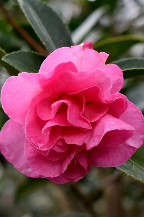 Camellia sasanqua 'Brandy's Temper' Brandy's Temper Camellia