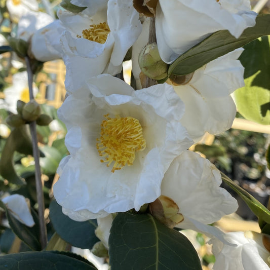 Camellia sasanqua 'Northern Exposure' Northern Exposure Camellia