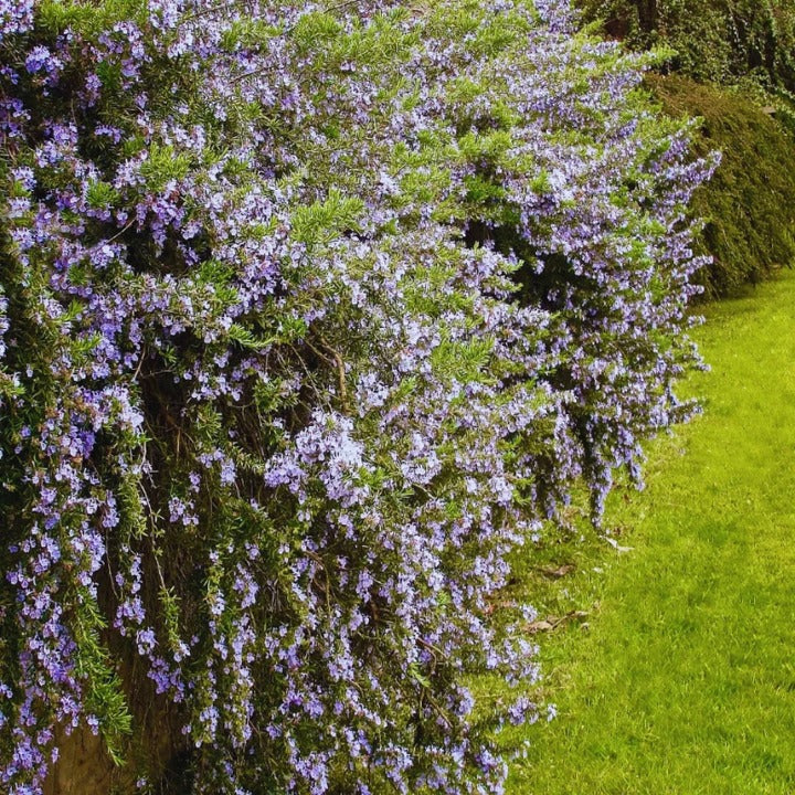 Rosemarinus officinalis 'Prostrate' Creeping Rosemary 1g