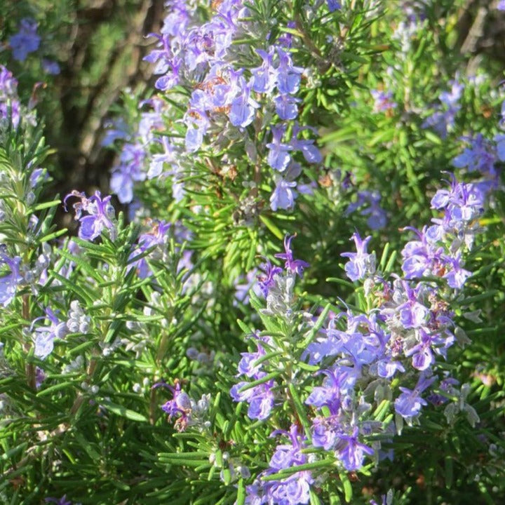 Rosemarinus officinalis 'Prostrate' Creeping Rosemary 1g