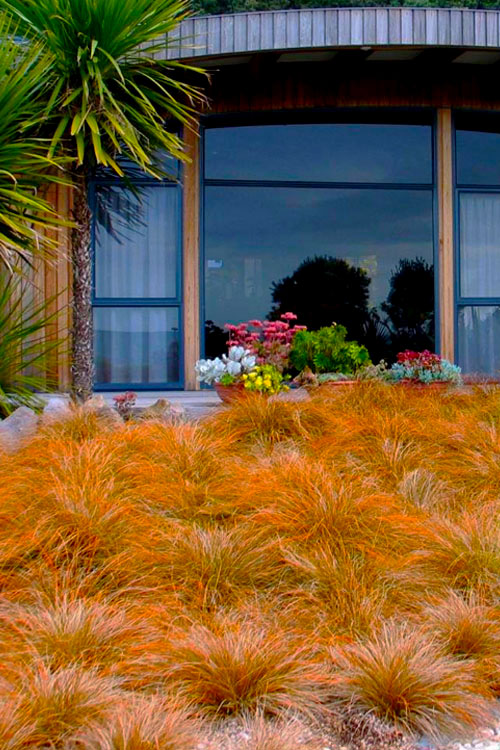Carex testacea 'Prairie Fire Prairie Fire Sedge 1g