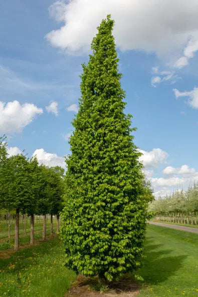 Carpinus betulus 'Frans Fontaine' Frans Fontaine Fastigiate Hornbeam 15g