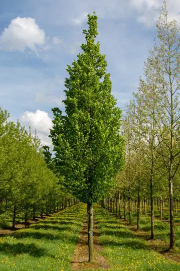 Carpinus betulus 'Frans Fontaine' Frans Fontaine Fastigiate Hornbeam 15g