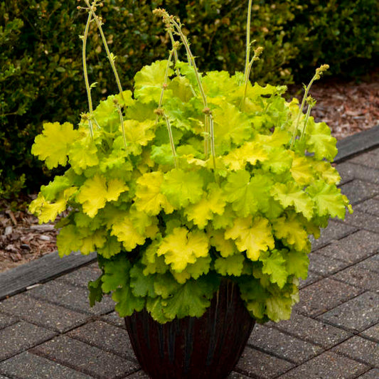 Heuchera 'Lemon Love' PPAF Lemon Love Coral Bells 1 Gallon
