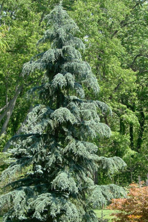 Cedrus deodara 'Karl Fuchs' Karl Fuchs Himalayan Cedar