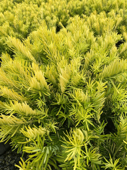 Cephalotaxus harringtonia var. Golden Dragon Golden Dragon™Japanese Plum Yew (3g)