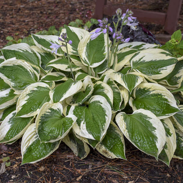 Hosta 'Patriot' Patriot Hosta 1g