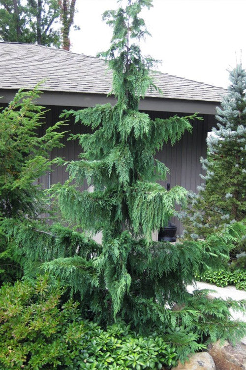 Chamaecyparis noot. 'Glauca Pendula' Weeping Blue Alaskan Cedar