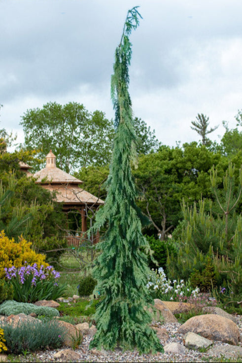 Chamaecyparis noot. 'Green Arrow' Green Arrow Alaskan Cedar ...