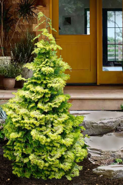 Chamaecyparis obtusa Hinoki Cypress 10g