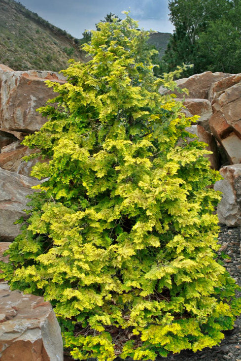 Chamaecyparis obtusa 'Crippsii' Golden Hinoki Cypress 3g