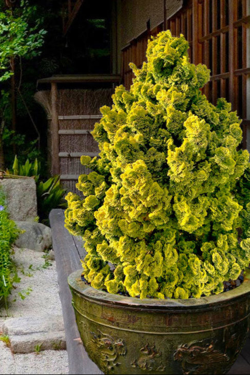 Chamaecyparis obtusa 'Nana Lutea' Dwarf Golden Hinoki Cypress- Pom Pom 7g
