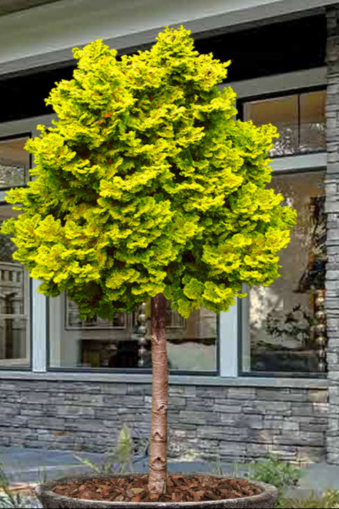 Chamaecyparis obtusa 'Nana Lutea' Dwarf Golden Hinoki Cypress- TREE FORM 7g TF