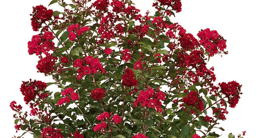 Lagerstroemia x 'JMI' PPAF Colorama™ Scarlet Crape Myrtle - SINGLE STEM 15g STD