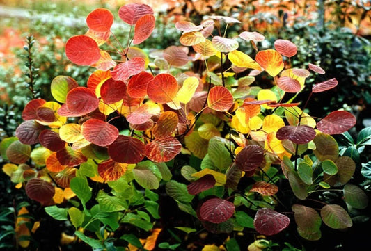 Cotinus coggygria 'Golden Spirit' Golden Spirit Smoke Tree 3 Gallon