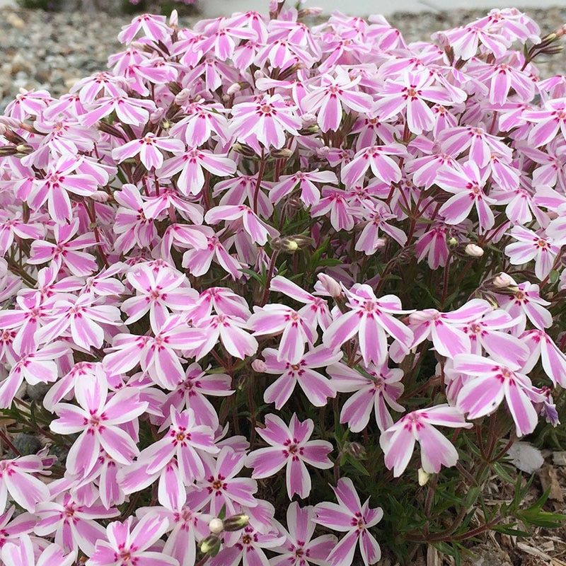 Phlox subulata 'Candy Stripe' Candy Stripe Creeping Phlox PINT