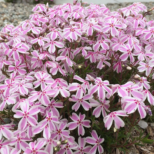 Phlox subulata 'Candy Stripe' Candy Stripe Creeping Phlox PINT