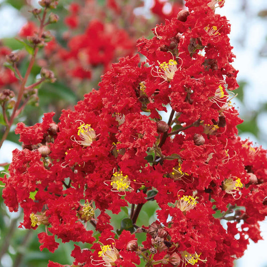 Lagerstroemia indica 'Miss Frances' Miss Frances Crape Myrtle 30g