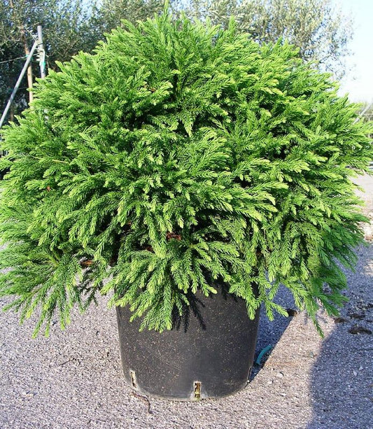 Cryptomeria japonica 'Globosa Nana' Dwarf Japanese Cedar