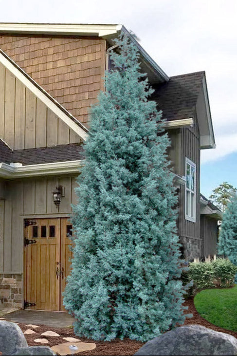 Cupressus arizonica glabra 'Blue Ice' Blue Ice Arizona Cypress 10g