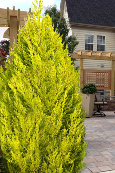 Cupressus macrocarpa 'Goldcrest Wilma' Wilma Goldcrest Dwarf Lemon Cypress 5g