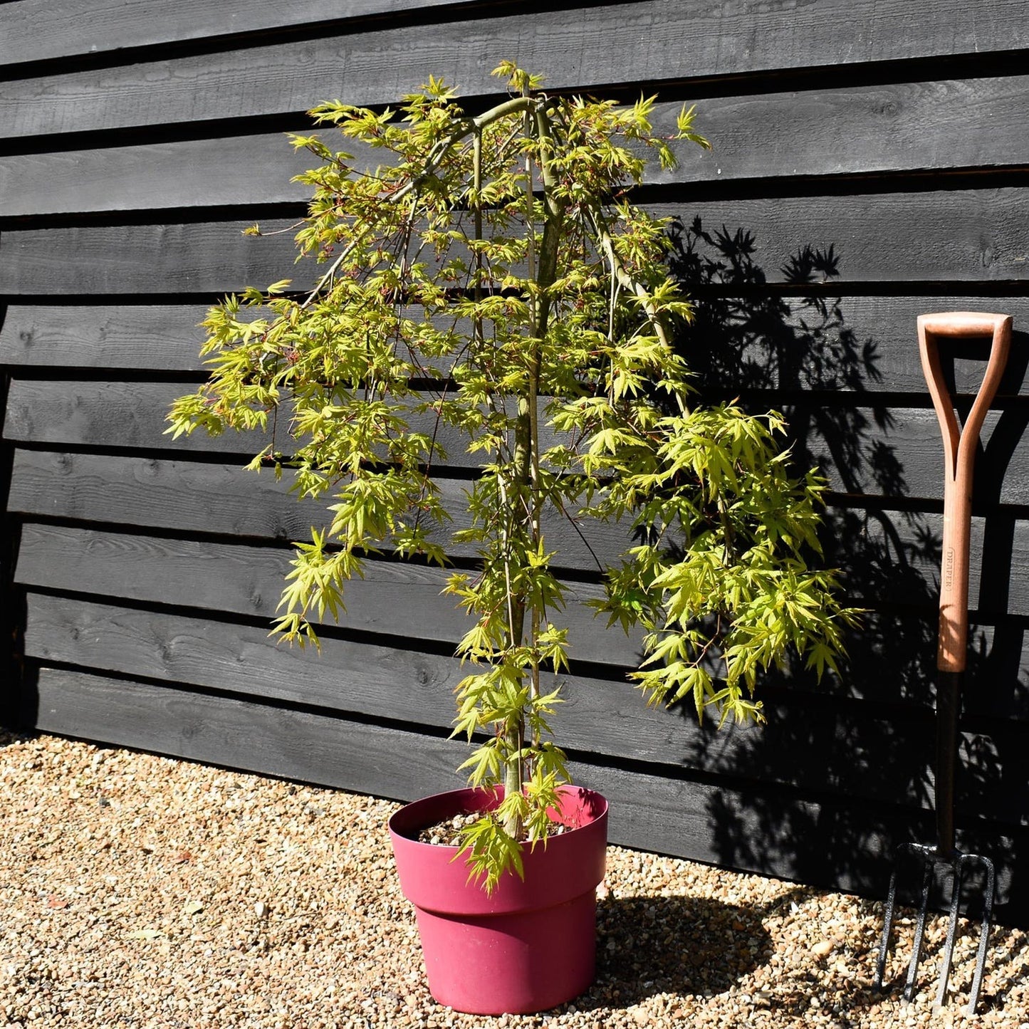 Acer palmatum 'Ryusen' Ryusen Japanese Maple 15g