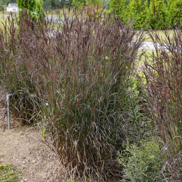 Andropogon gerardii 'Blackhawks' PP27949 Blackhawks Big Bluestem 1g