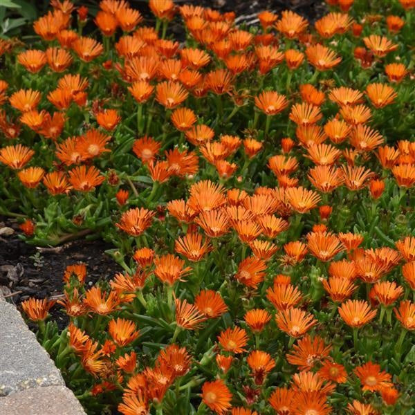Delosperma hybrid Ocean Sunset™ Orange Vibe Orange Vibe Ice Plant 1 Gallon