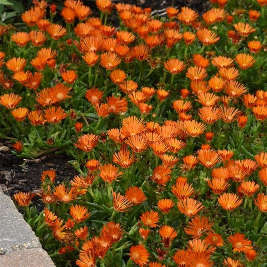 Delosperma hybrid Ocean Sunset™ Orange Vibe Orange Vibe Ice Plant 1 Gallon