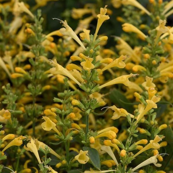 Agastache mexicana Summerlong™ Lemon Lemon Hummingbird Mint 1 Gallon