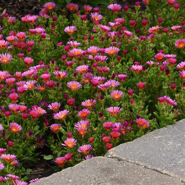 Delosperma hybrid 'Orange Glow' Ocean Sunset™ Orange Glow Ice Plant 1Qt