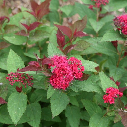 Spiraea japonica 'NCSX2' PP30953 Double Play Doozie® Spirea 3g
