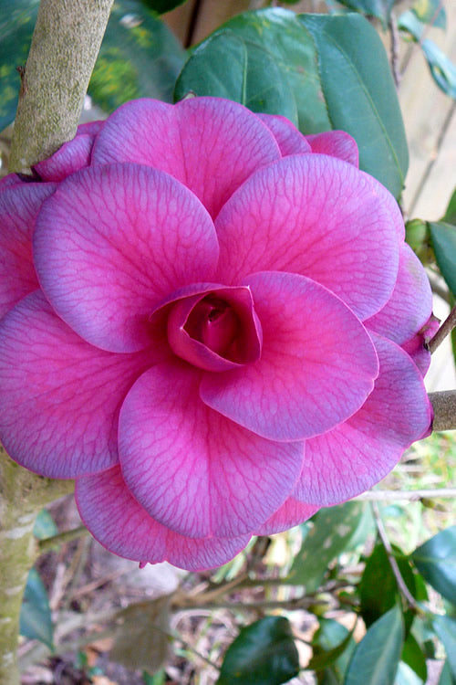 Camellia japonica 'Purple Dawn' Purple Dawn Camellia 3 Gallon