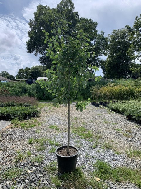 Acer rubrum 'Sun Valley' Red Sunset 15 Gallon