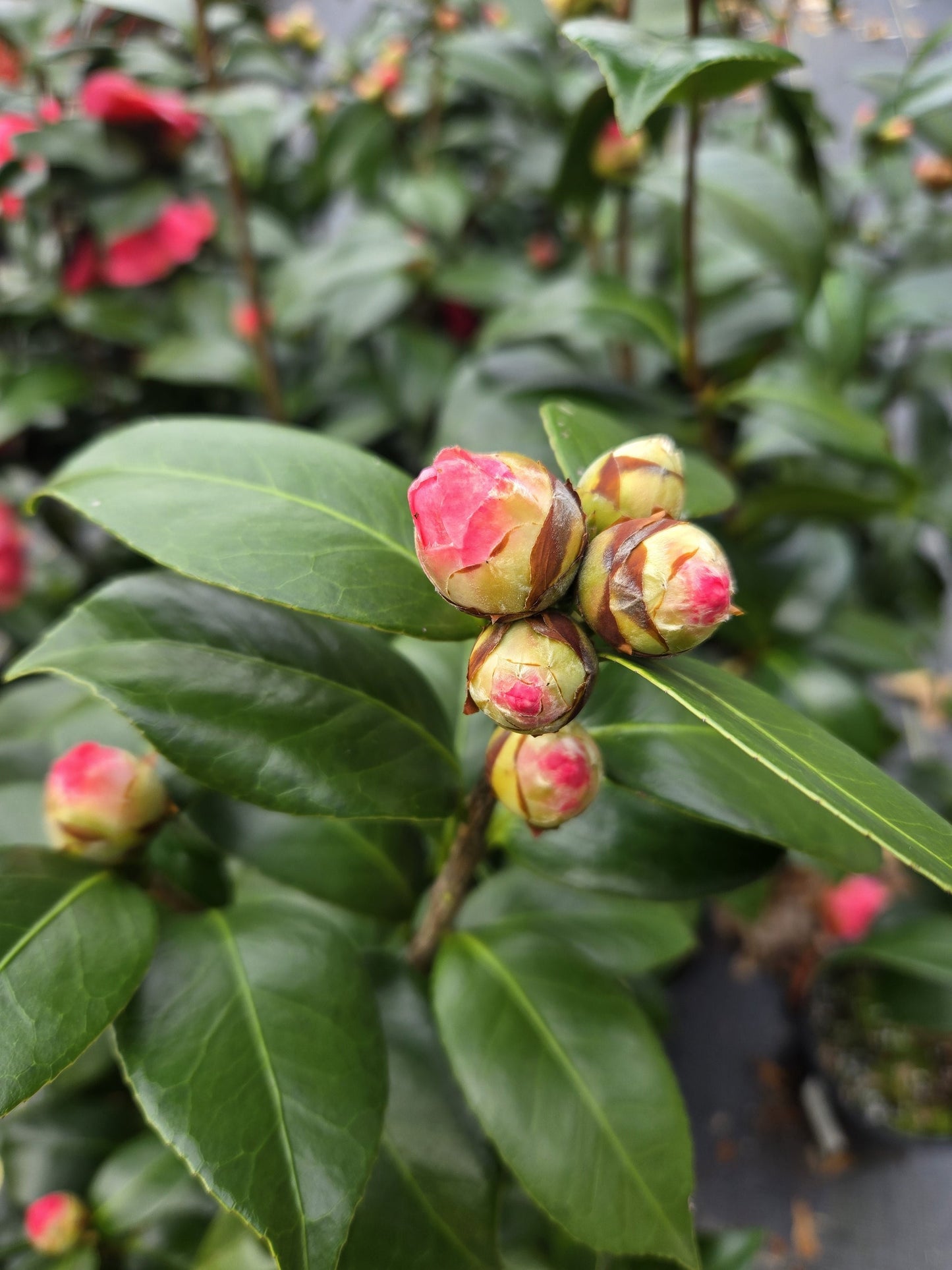 Camellia japonica 'Purple Dawn' Purple Dawn Camellia 3 Gallon
