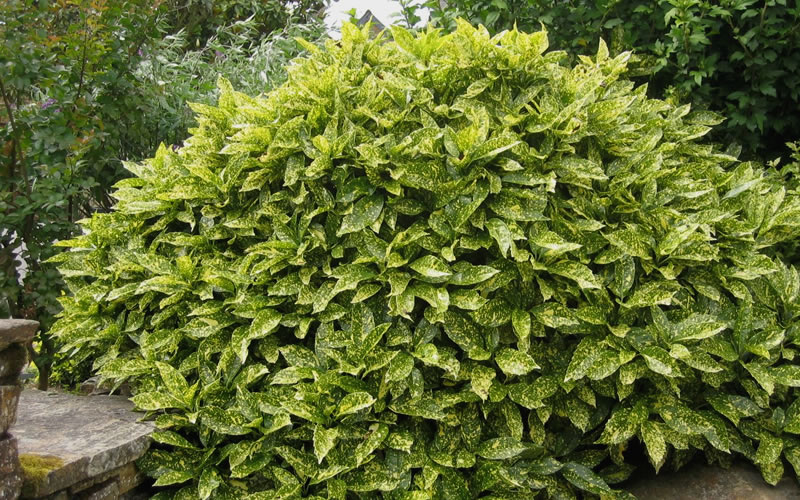 Aucuba japonica 'Gold Dust' Gold Dust Japnese Laurel 3 Gallon