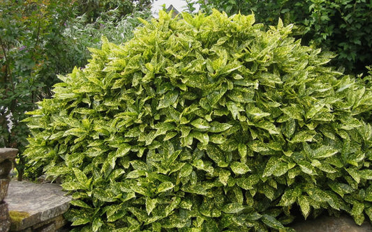 Aucuba japonica 'Gold Dust' Gold Dust Japnese Laurel 3 Gallon