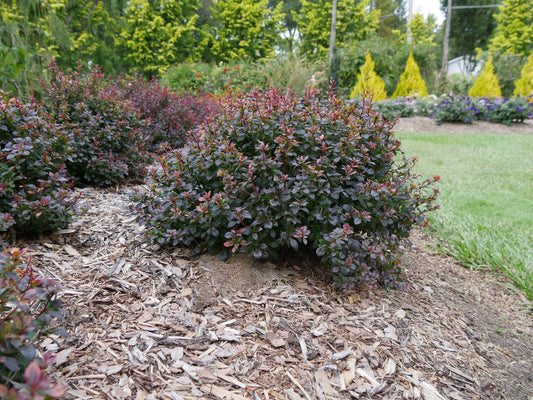 Berberis x 'NCBX1' PP 29504 Sunjoy Todo® Barberry 3 Gallon