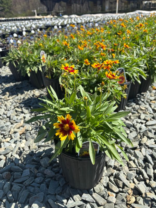 Coreopsis x 'Baluptgonz' PP28882 UPTICK™ Gold & Bronze Tickseed 1g