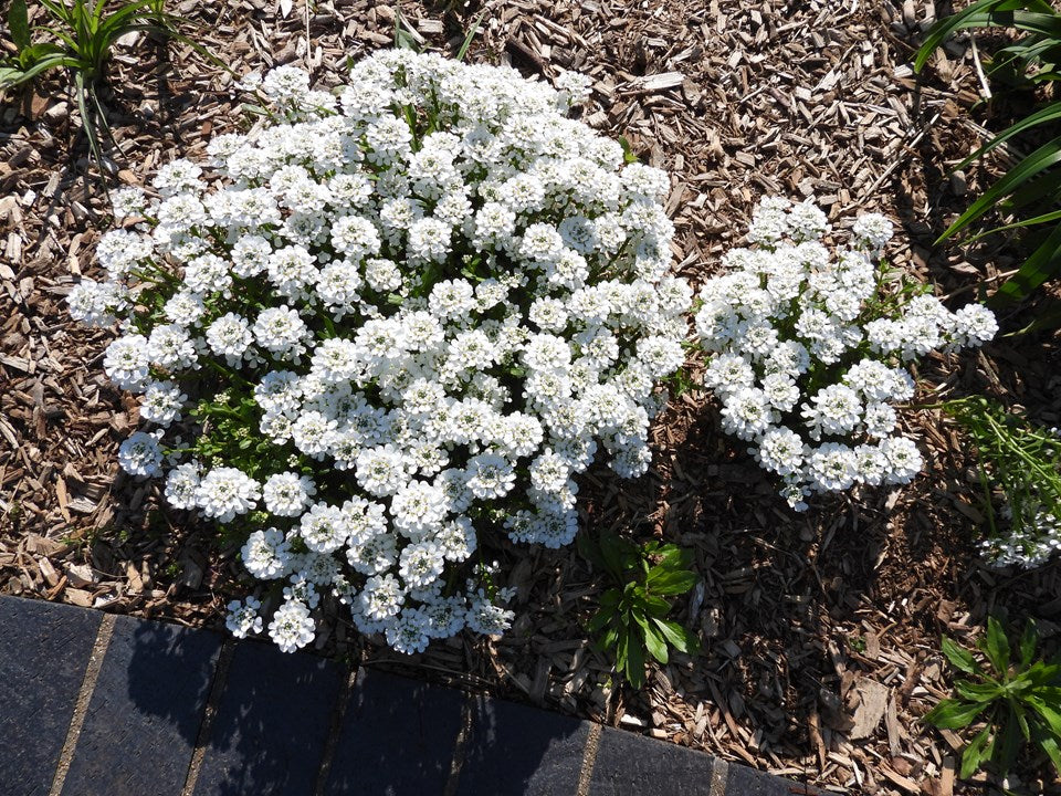Iberis sempervirens 'Purity' Purity Evergreen Candytuft 1 Gallon