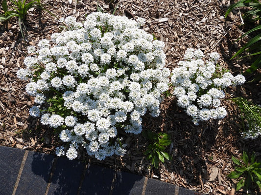 Iberis sempervirens 'Purity' Purity Evergreen Candytuft 1 Gallon